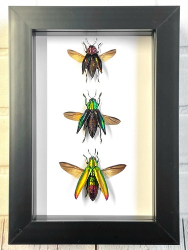 Jewel beetle collection - 3,