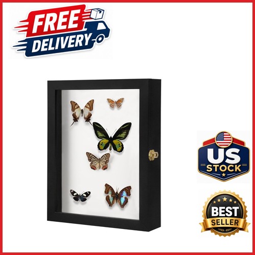 Bug display case large - bug,