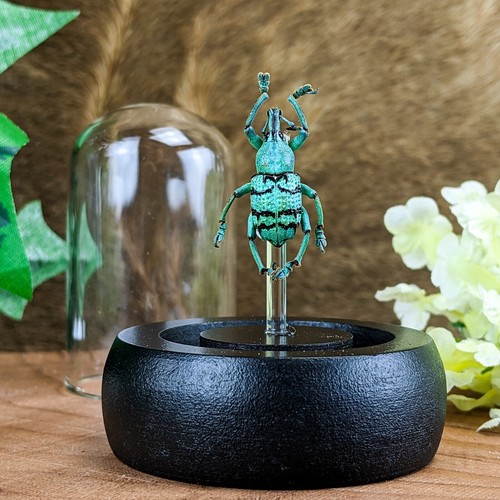 Snout beetle glass - beetle, dome