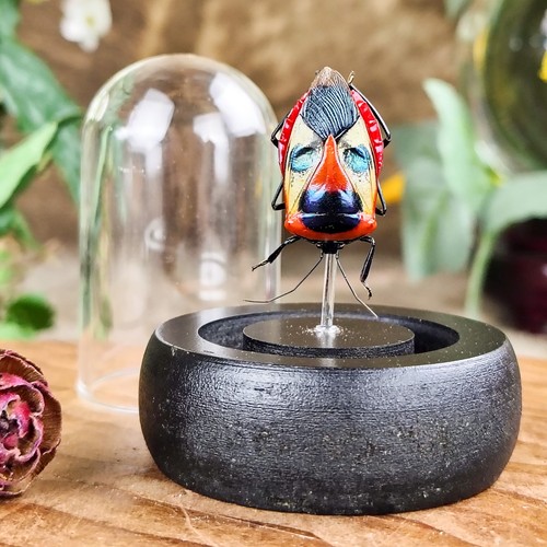 Manface beetle dome display - manface,