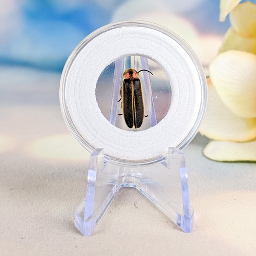 Firefly lightening bug - firefly,
