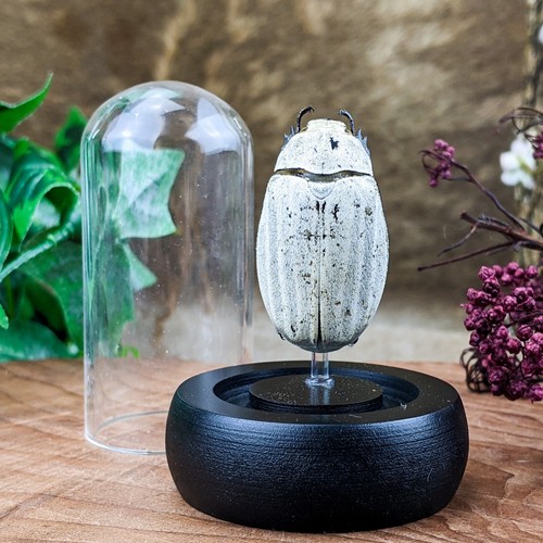 Giant snow flower beetle glass - snow,