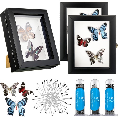 Pcs insect display - 3, case