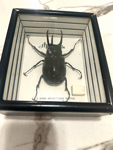 Horn rhinoceros beetle - 3,