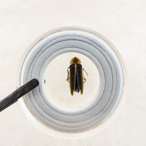 Firefly lightening bug - firefly,