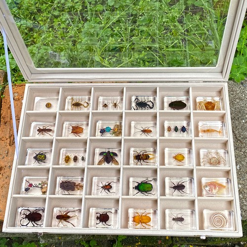 Pcs insect specimen in - pcs,