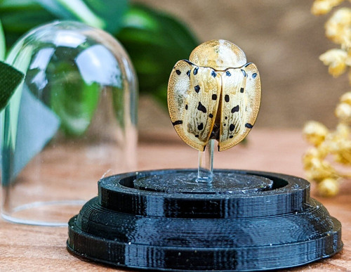 Ladybug tortoise beetle glass - beetle,
