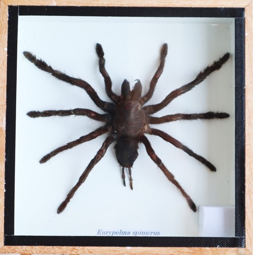 Real tarantula taxidermy wood - real,