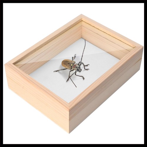 Insect display case box - insect,