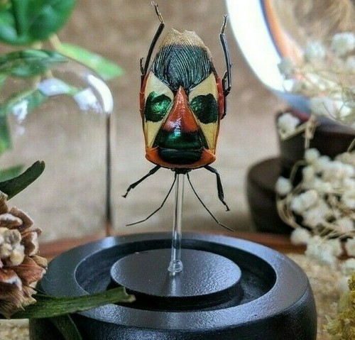 Manface beetle glass dome - beetle,
