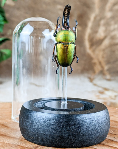 Arfak stag beetle glass - mt,