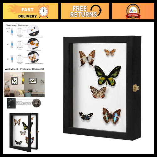 Large insect display case - insect,