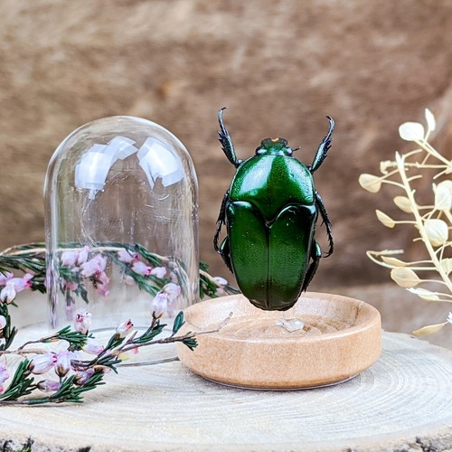 Real flower beetle - flower, glass