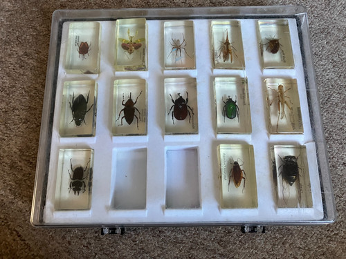 Bugs insects resin real - insects, in