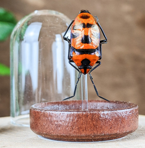 Clown man faced - clown, beetle
