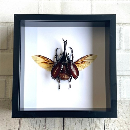 Brown rhinoceros beetle - brown,
