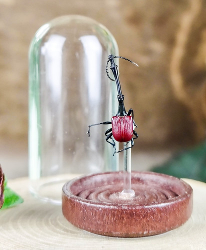Male giraffe weevil glass dome - male,