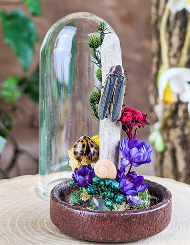 Lightening bug glass dome - glass,