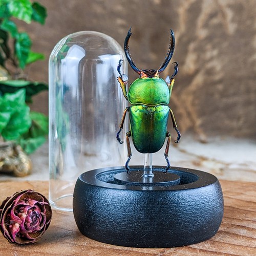 Arfak stag beetle glass - stag,
