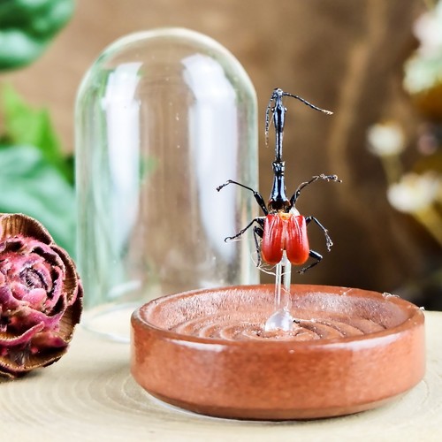 Male giraffe weevil glass - glass, dome