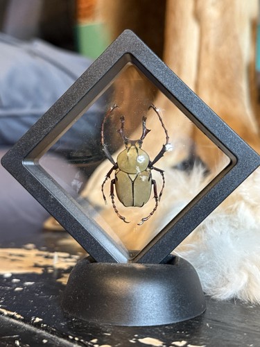 Real framed reindeer - real, “reindeer