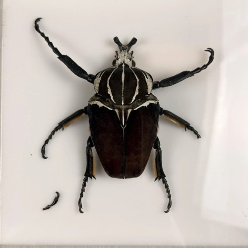 Goliathus goliath beetle - goliathus,