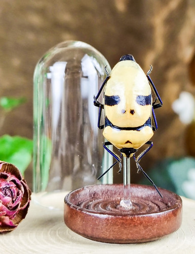 Man faced death head - man, faced-death