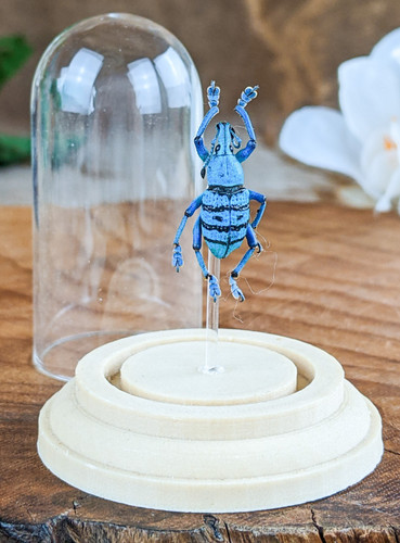 Blk blue snout beetle glass - &,