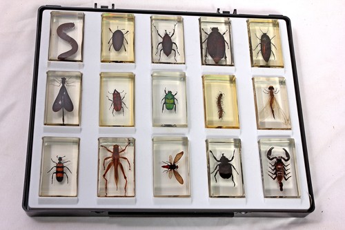 Bugs insects resin real - resin, 15