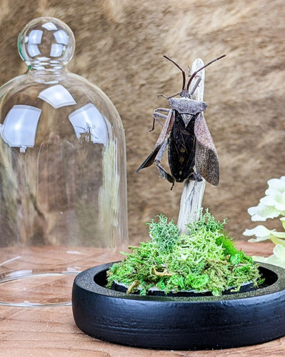 Real leaf footed beetle glass - leaf,