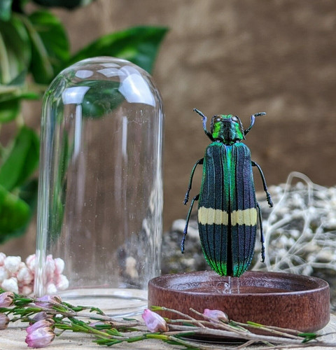 Demochroa beetle glass dome - beetle,