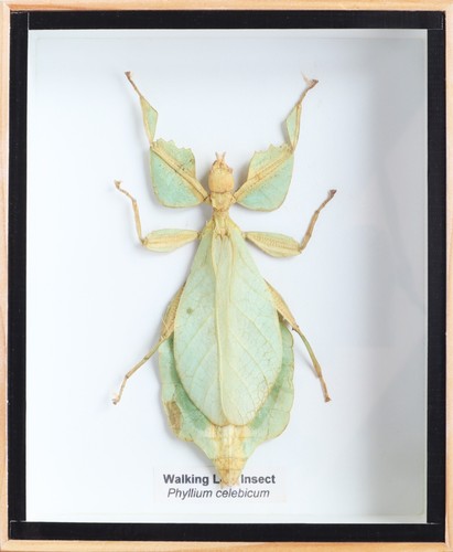 Real walking leaf - walking,