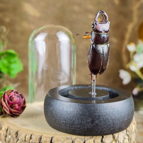 Stag beetle glass dome display - stag,