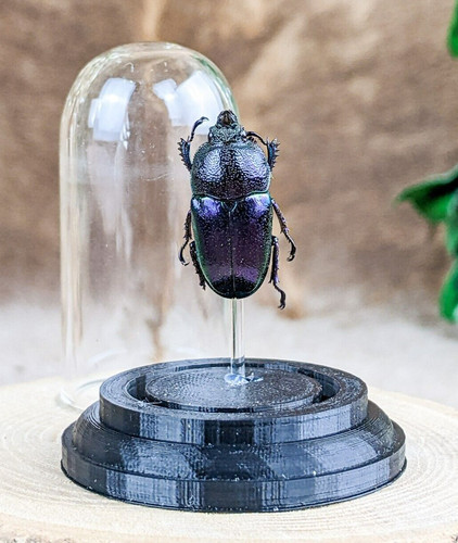 Purple arfak stag beetle - purple,