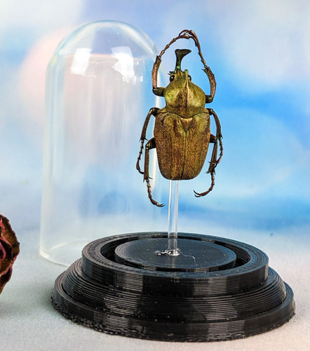 Flower beetle glass - beetle,