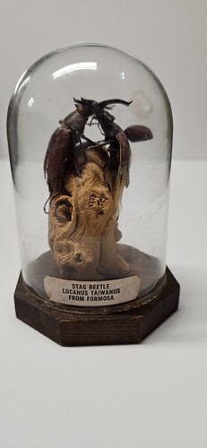 Stag beetles fighting mounted