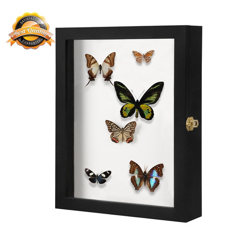 Insect display case - insect, bug