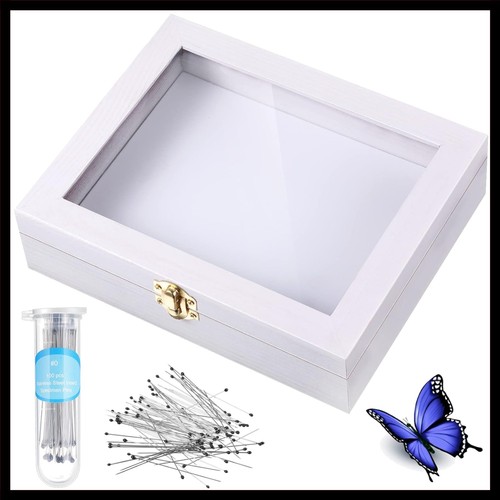 Insect display case bug box - display,