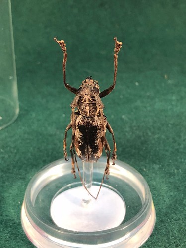 G26 entomology taxidermy - g26,