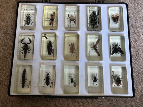 Bugs insects resin real - bugs, 15