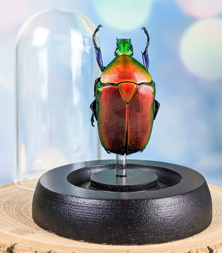 Flaming red flower beetle - flaming,
