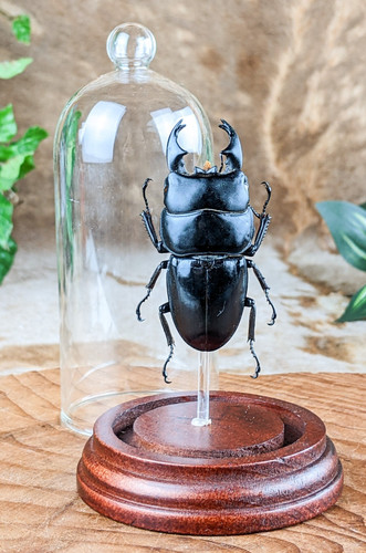 Black stag beetle short - black, horn