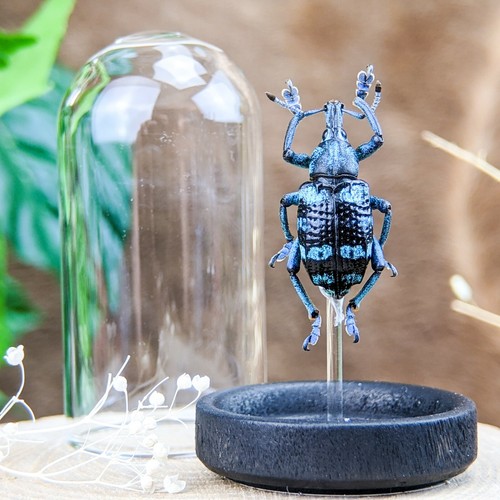 Snout beetle dome display - beetle,
