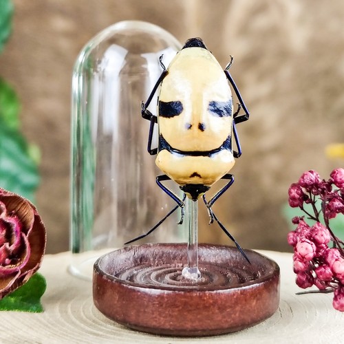 Man faced death head beetle - man,