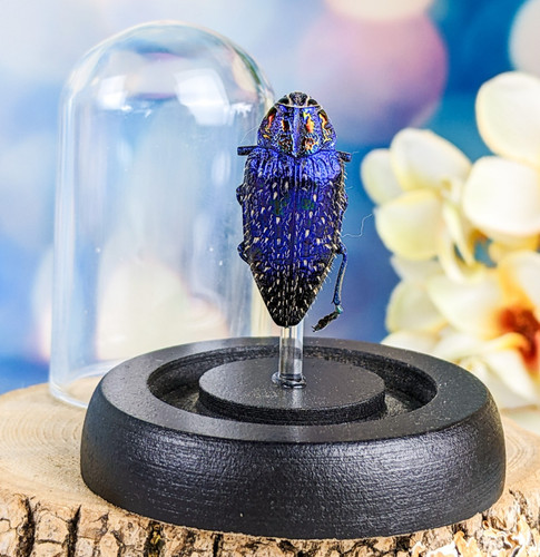 Jewel beetle glass dome - jewel,
