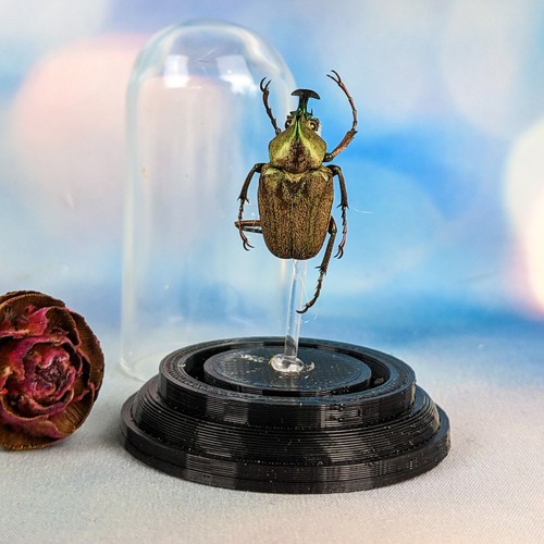 Flower beetle glass dome - flower,