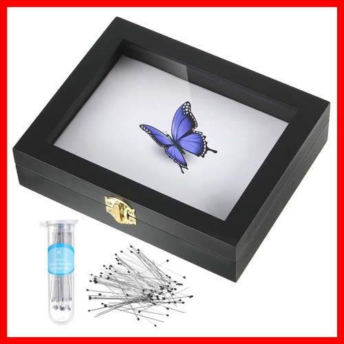 Insect display case - case, bug