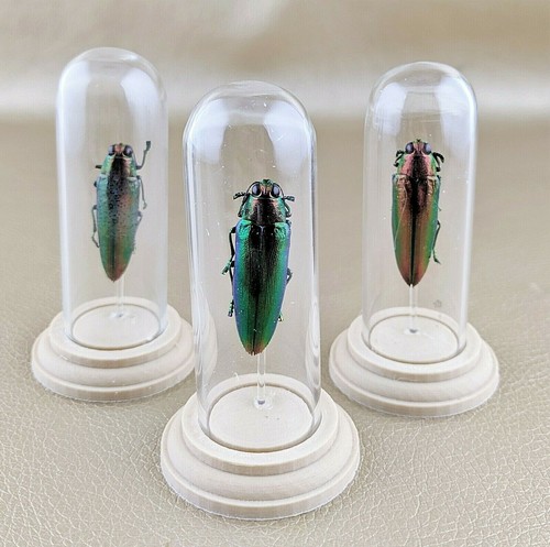 Jewel beetle glass dome - jewel,