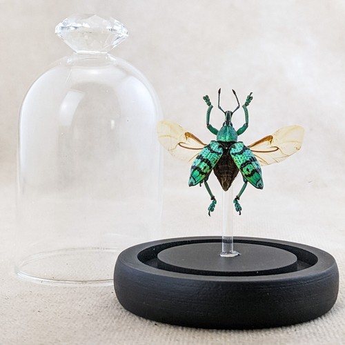 E29 snout beetle glass - e29,