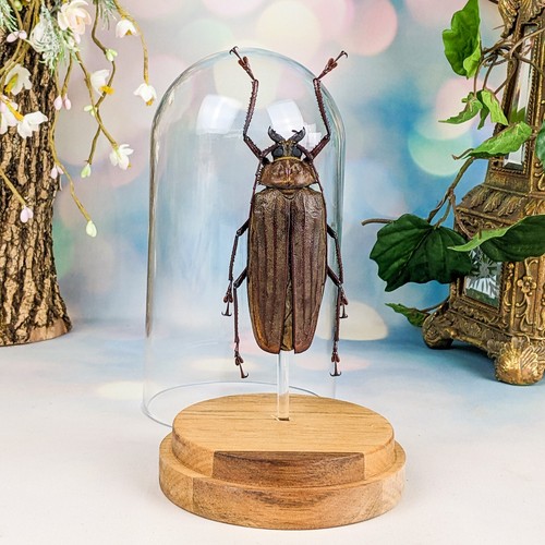 Huge longhorn buru islnd - longhorn,